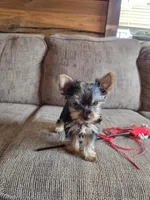 True Tcup Luna, a female Yorkshire Terrier for sale in Rockville, IN – Photo 2 of 8