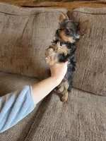 True Tcup Luna, a female Yorkshire Terrier for sale in Rockville, IN – Photo 8 of 8