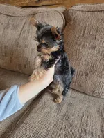 True Tcup Luna, a female Yorkshire Terrier for sale in Rockville, IN – Photo 1 of 8