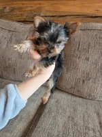 True Tcup Luna, a female Yorkshire Terrier for sale in Rockville, IN – Photo 4 of 8