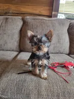 True Tcup Luna, a female Yorkshire Terrier for sale in Rockville, IN – Photo 7 of 8