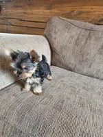 True Tcup Luna, a female Yorkshire Terrier for sale in Rockville, IN – Photo 6 of 8