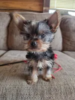 True Tcup Luna, a female Yorkshire Terrier for sale in Rockville, IN – Photo 5 of 8