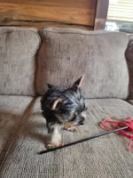 True Tcup Luna, a female Yorkshire Terrier for sale in Rockville, IN – Photo 3 of 8