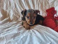 Tucker, a male Yorkshire Terrier for sale in Crawfordsville, IN – 6 of 10