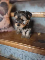Missy CKC 7.5lb, a female Yorkshire Terrier for sale in Crawfordsville, IN – Photo 9 of 9