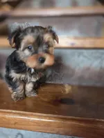 Missy CKC 7.5lb, a female Yorkshire Terrier for sale in Crawfordsville, IN – Photo 6 of 9