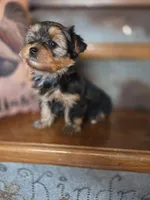 Missy CKC 7.5lb, a female Yorkshire Terrier for sale in Crawfordsville, IN – Photo 8 of 9