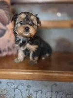 Missy CKC 7.5lb, a female Yorkshire Terrier for sale in Crawfordsville, IN – Photo 2 of 9