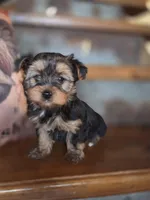 Missy CKC 7.5lb, a female Yorkshire Terrier for sale in Crawfordsville, IN – Photo 3 of 9