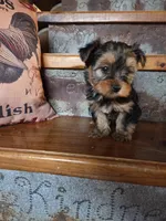 Missy CKC 7.5lb, a female Yorkshire Terrier for sale in Crawfordsville, IN – Photo 1 of 9
