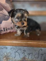 Missy CKC 7.5lb, a female Yorkshire Terrier for sale in Crawfordsville, IN – Photo 7 of 9