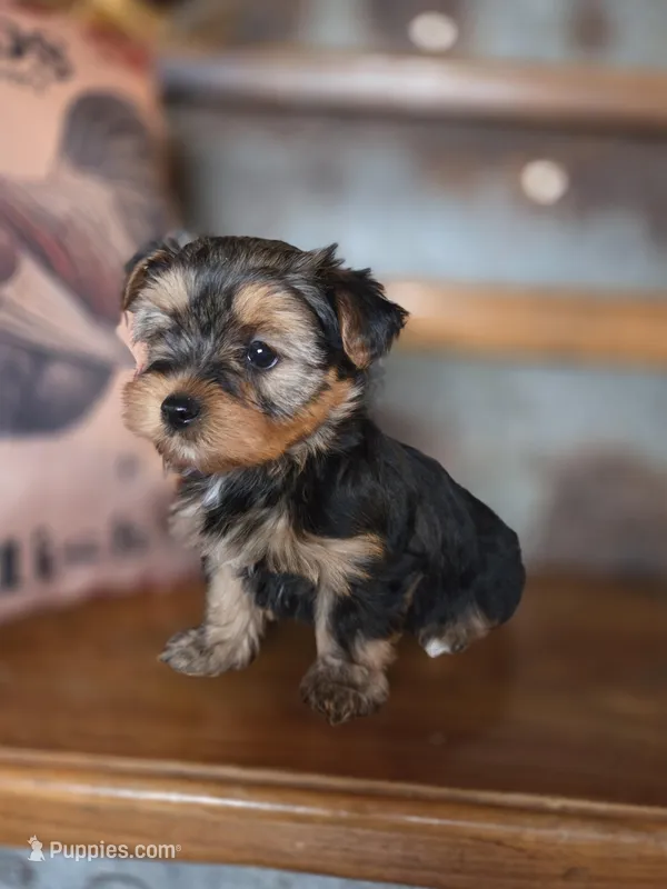 Missy CKC  – Yorkshire Terrier puppy for sale in Crawfordsville, IN