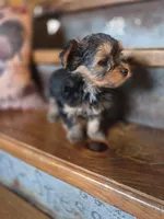 Missy CKC 7.5lb, a female Yorkshire Terrier for sale in Crawfordsville, IN – Photo 5 of 9