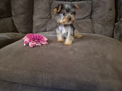 Bambi, a female Yorkshire Terrier for sale in Crawfordsville, IN – 5 of 6