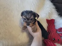 Tyke, a female Yorkshire Terrier for sale in Crawfordsville, IN – 6 of 10