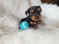 Chase, a male Yorkshire Terrier for sale in Crawfordsville, IN – 4 of 6