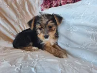 Trixie, a female Yorkshire Terrier for sale in Crawfordsville, IN – 6 of 8