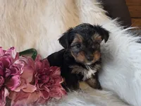 Tianna, a female Yorkshire Terrier for sale in Crawfordsville, IN – 4 of 8