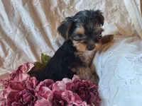Tootsie, a female Yorkshire Terrier for sale in Crawfordsville, IN – 4 of 8