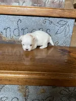 Rose, a female Morkie for sale in Rockville, IN – Photo 3 of 7