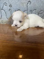 Rose, a female Morkie for sale in Rockville, IN – Photo 1 of 7