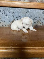 Rose, a female Morkie for sale in Rockville, IN – Photo 7 of 7