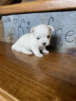 Rose, a female Morkie for sale in Rockville, IN – Photo 6 of 7