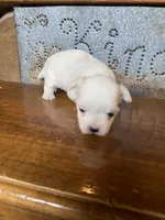 Rose, a female Morkie for sale in Rockville, IN – Photo 4 of 7