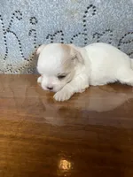 Rose, a female Morkie for sale in Rockville, IN – Photo 2 of 7