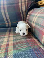 Jinx, a male Morkie for sale in Crawfordsville, IN – Photo 4 of 5