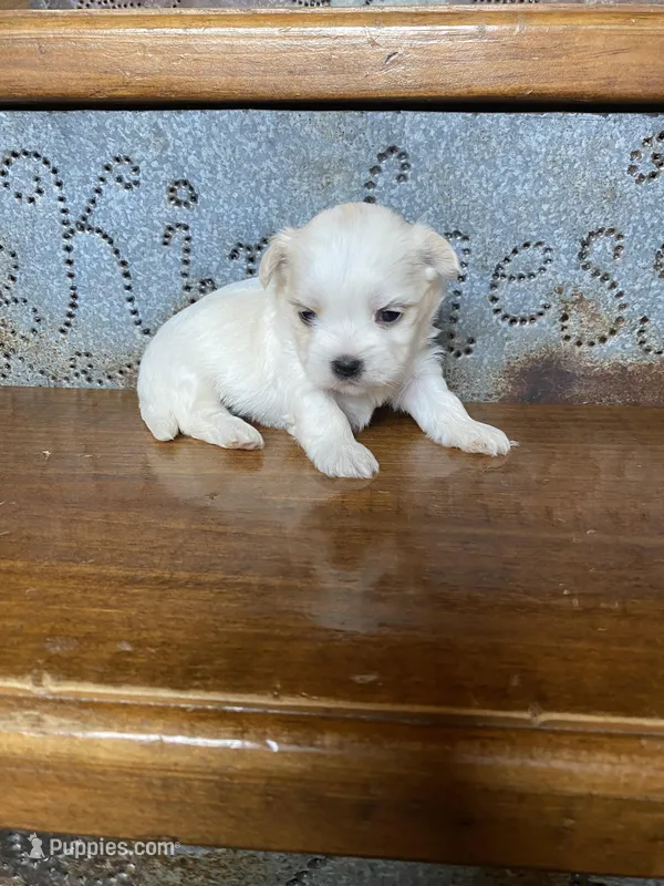 Jinx, a male Morkie for sale in Crawfordsville, IN – Photo 1 of 5