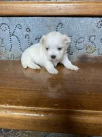 Jinx, a male Morkie for sale in Crawfordsville, IN – Photo 1 of 5