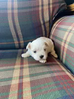 Jinx, a male Morkie for sale in Crawfordsville, IN – Photo 5 of 5