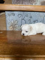 Jinx, a male Morkie for sale in Crawfordsville, IN – Photo 2 of 5