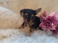 Tilly, a female Yorkshire Terrier for sale in Crawfordsville, IN – 5 of 7