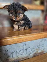 Dot CKC 4.5lb, a female Yorkshire Terrier for sale in Crawfordsville, IN – Photo 10 of 10