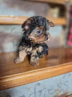 Dot CKC 4.5lb, a female Yorkshire Terrier for sale in Crawfordsville, IN – Photo 9 of 10