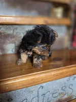Dot CKC 4.5lb, a female Yorkshire Terrier for sale in Crawfordsville, IN – Photo 4 of 10