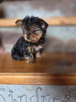 Dot CKC 4.5lb, a female Yorkshire Terrier for sale in Crawfordsville, IN – Photo 3 of 10