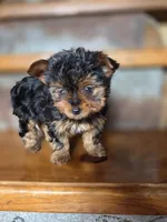 Dot CKC 4.5lb, a female Yorkshire Terrier for sale in Crawfordsville, IN – Photo 8 of 10