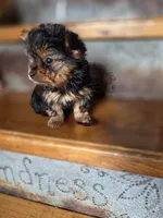 Dot CKC 4.5lb, a female Yorkshire Terrier for sale in Crawfordsville, IN – Photo 6 of 10