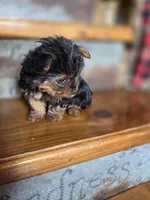 Dot CKC 4.5lb, a female Yorkshire Terrier for sale in Crawfordsville, IN – Photo 5 of 10