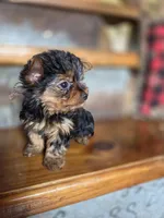 Dot CKC 4.5lb, a female Yorkshire Terrier for sale in Crawfordsville, IN – Photo 2 of 10