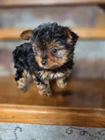 Dot CKC 4.5lb, a female Yorkshire Terrier for sale in Crawfordsville, IN – Photo 1 of 10