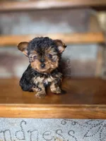 Dot CKC 4.5lb, a female Yorkshire Terrier for sale in Crawfordsville, IN – Photo 7 of 10