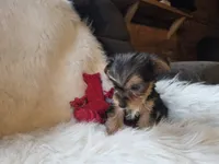 Tyke, a female Yorkshire Terrier for sale in Crawfordsville, IN – 10 of 10