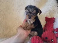 Tyke, a female Yorkshire Terrier for sale in Crawfordsville, IN – 3 of 10
