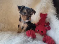 Tyke, a female Yorkshire Terrier for sale in Crawfordsville, IN – 1 of 10