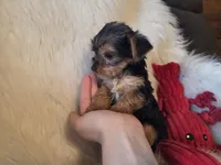 Tyke, a female Yorkshire Terrier for sale in Crawfordsville, IN – 9 of 10